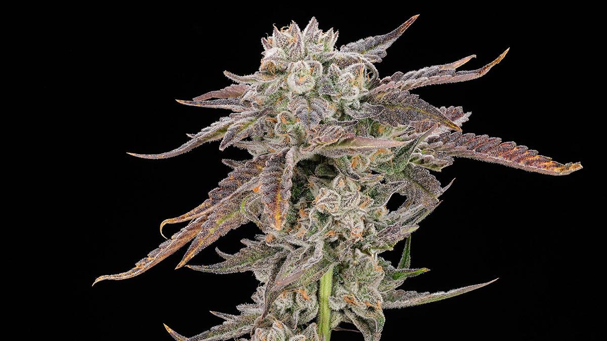 Photo of Best Cannabis Strains for Anxiety & Stress